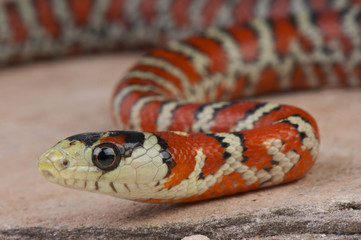 Mountain king snake / Lampropeltis pyromelana knoblochi