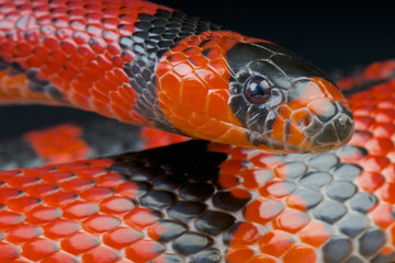 Honduran milk snake / Lampropeltis triangulum hondurensis