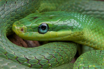 Emerald rat snake / Rhadinophis prasinum