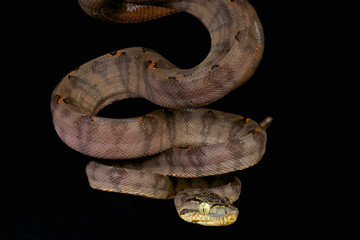 Amazon tree boa / Corallus hortulanus