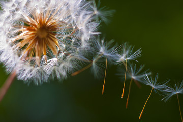 Dandelion flower. Close-up