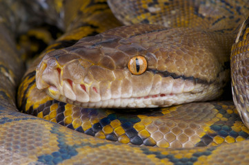 Reticulated python / Python reticulates