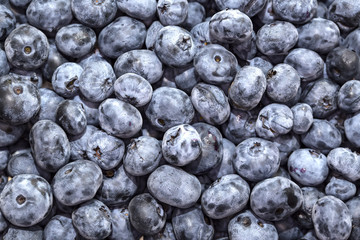 blueberry background