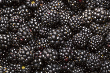 Blackberry  background