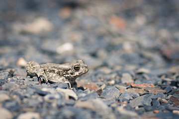 Closeup of a common toad (bufo bufo)