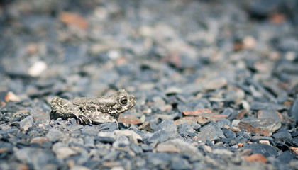 Closeup of a common toad (bufo bufo)