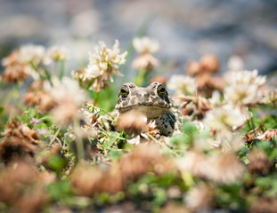 Closeup of a common toad (bufo bufo)