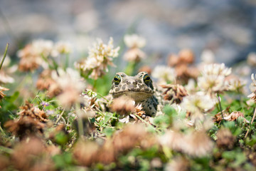 Closeup of a common toad (bufo bufo)