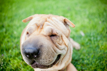 sharpei dog