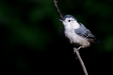 White-Breasted Nuthatch Against A Green Background