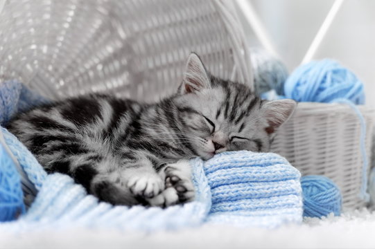 Kitten in a basket with balls of yarn