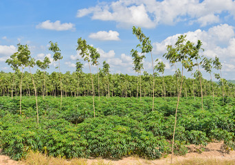 Obraz premium Cassava and rubber plantation in blue sky