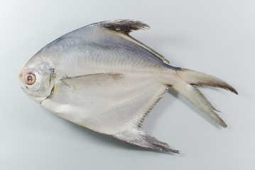 Fresh silver promfet