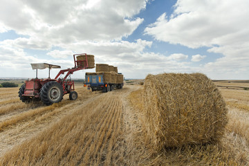Fototapeta na wymiar Tractor in Harvesting Time