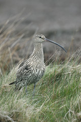 Curlew, Numenius arquata