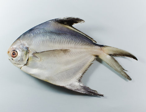 Fresh silver promfet