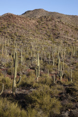 Cactus plants in desert, Arizona