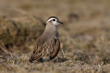 Dotterel, Charadius morinellas