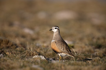 Dotterel, Charadius morinellas