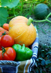 panier de légumes frais d