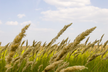 Fototapeta premium Field and grass close-up