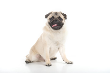 Funny pug. Funny dog sitting against white background
