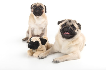 Funny pugs with toy. Two funny dogs sitting near the toy dog whi