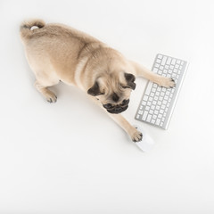 Dog with computer keyboard. Top view of funny dog using computer