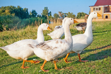 White goose against farm buildings
