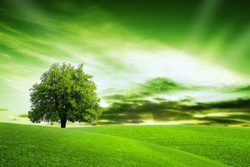 Our Green Planet