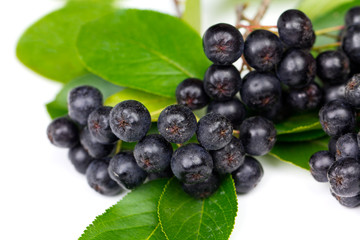 Aronia Beeren