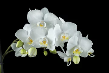 Foto op Canvas Witte orchidee op een zwarte achtergrond © Harald Biebel
