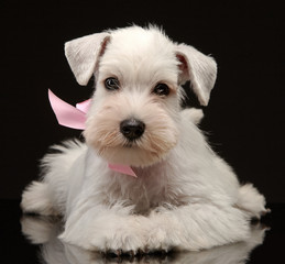 White miniature schnauzer puppy