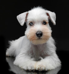 White miniature schnauzer puppy