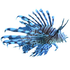 Pterois 01