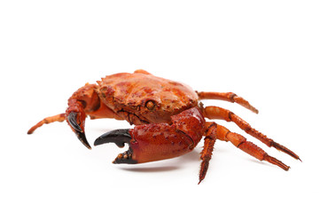 seafood red crab