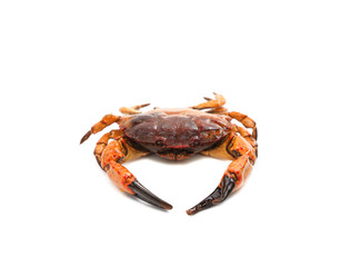 seafood red crab