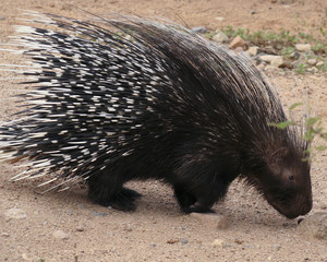 An African Crested Porcupine, Hystrix cristata - 55149944