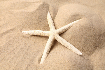 Fototapeta na wymiar White starfish on a sand background.