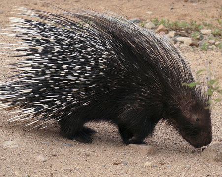 An African Crested Porcupine, Hystrix cristata
