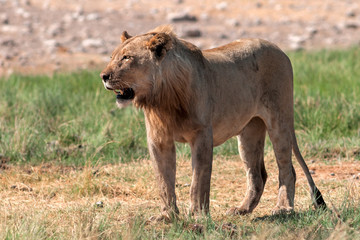 Junger männlicher Löwe im Etosha Nationalpark Namibia