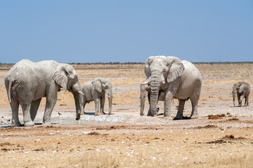 Obraz na płótnie Canvas elefanten mit weissem schlamm bedeckt