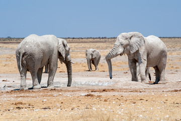 Obraz na płótnie Canvas elefanten mit weissem schlamm bedeckt