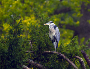 Heron