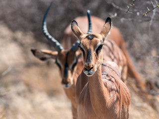 impalaantilopen etosha nationalpark namibia