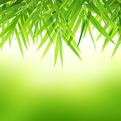 Bamboo leaf background - border design 
