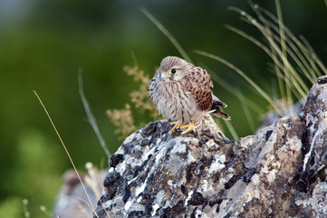 Fledgling Common Kestrel -Falco tinnunculus, Greece