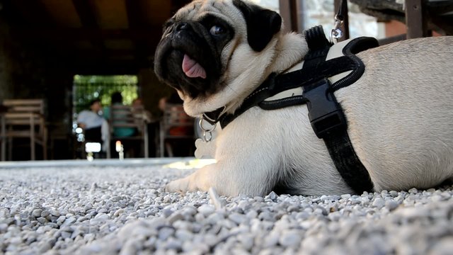 Pug Carlino Mops Carlin