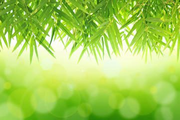 Fototapeta na wymiar Zielony liść bambusa tle abstrakcyjna