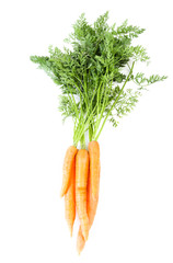 Carrot vegetable with leaves